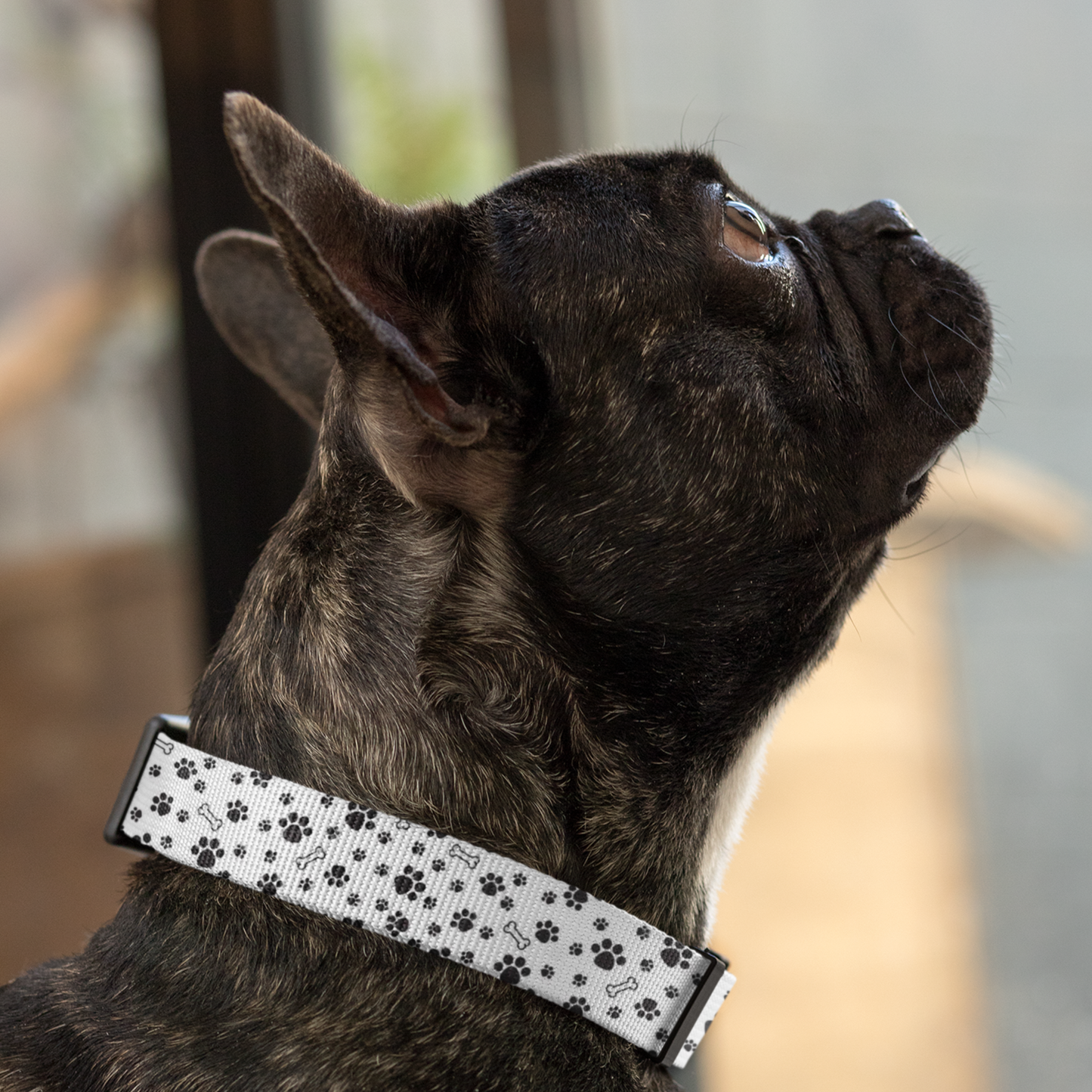 Custom Dog Collars
