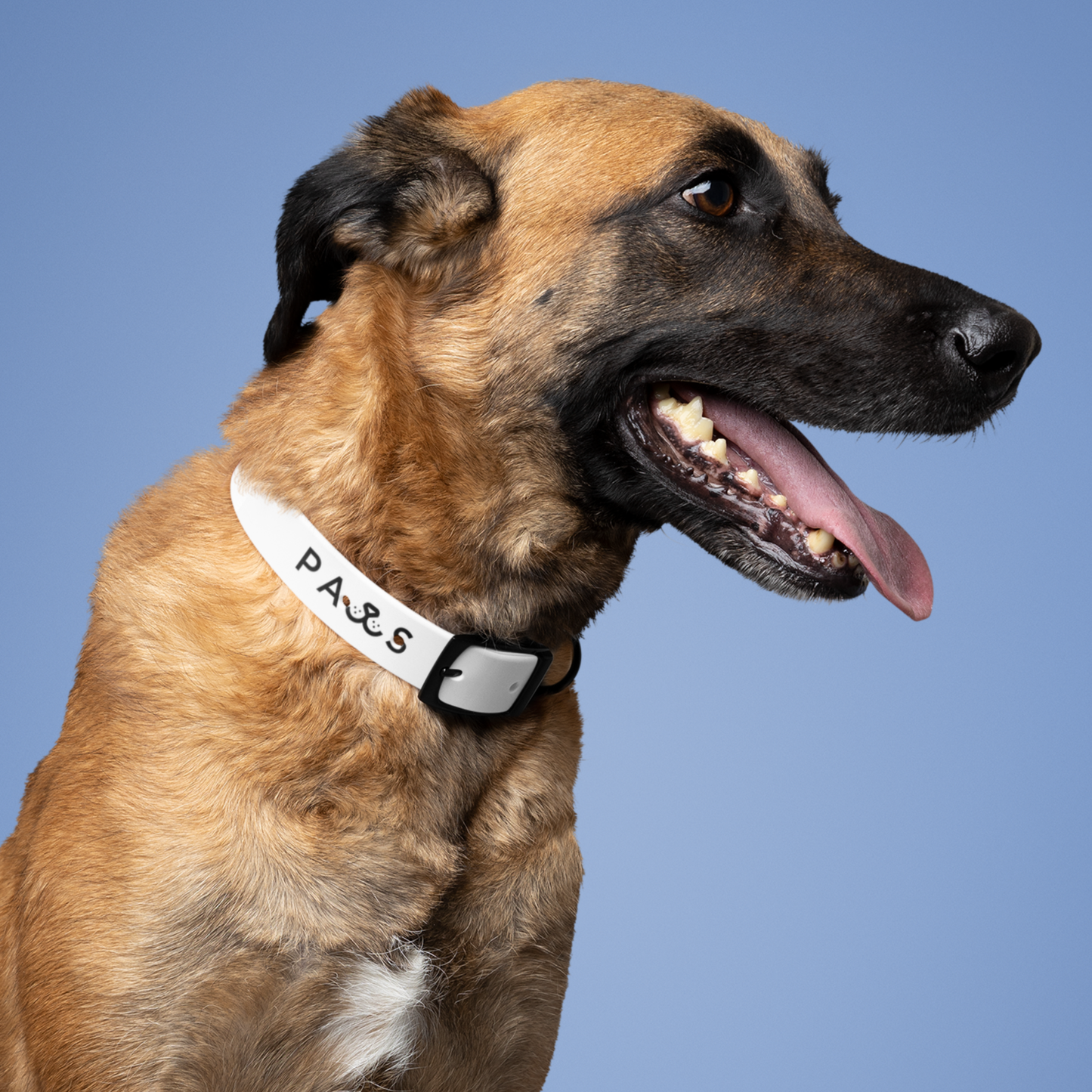 Custom Dog Collars