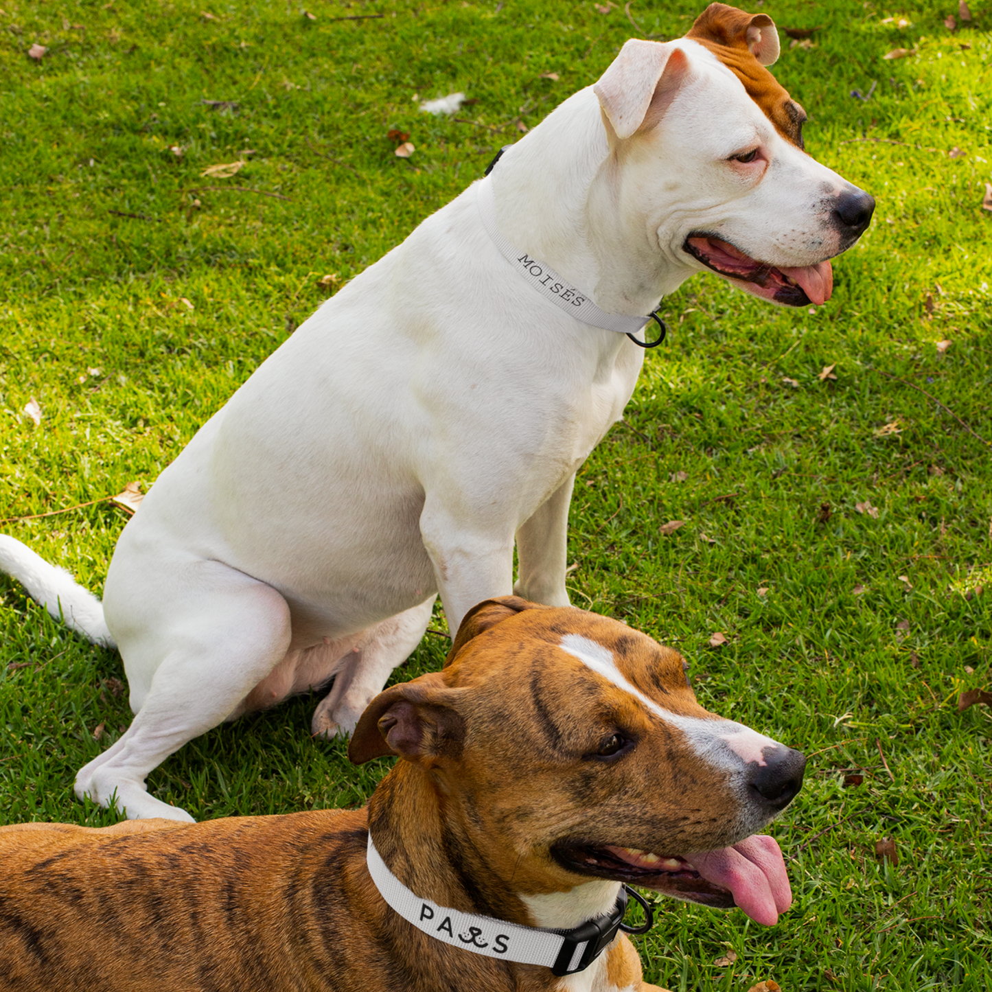 Custom Dog Collars