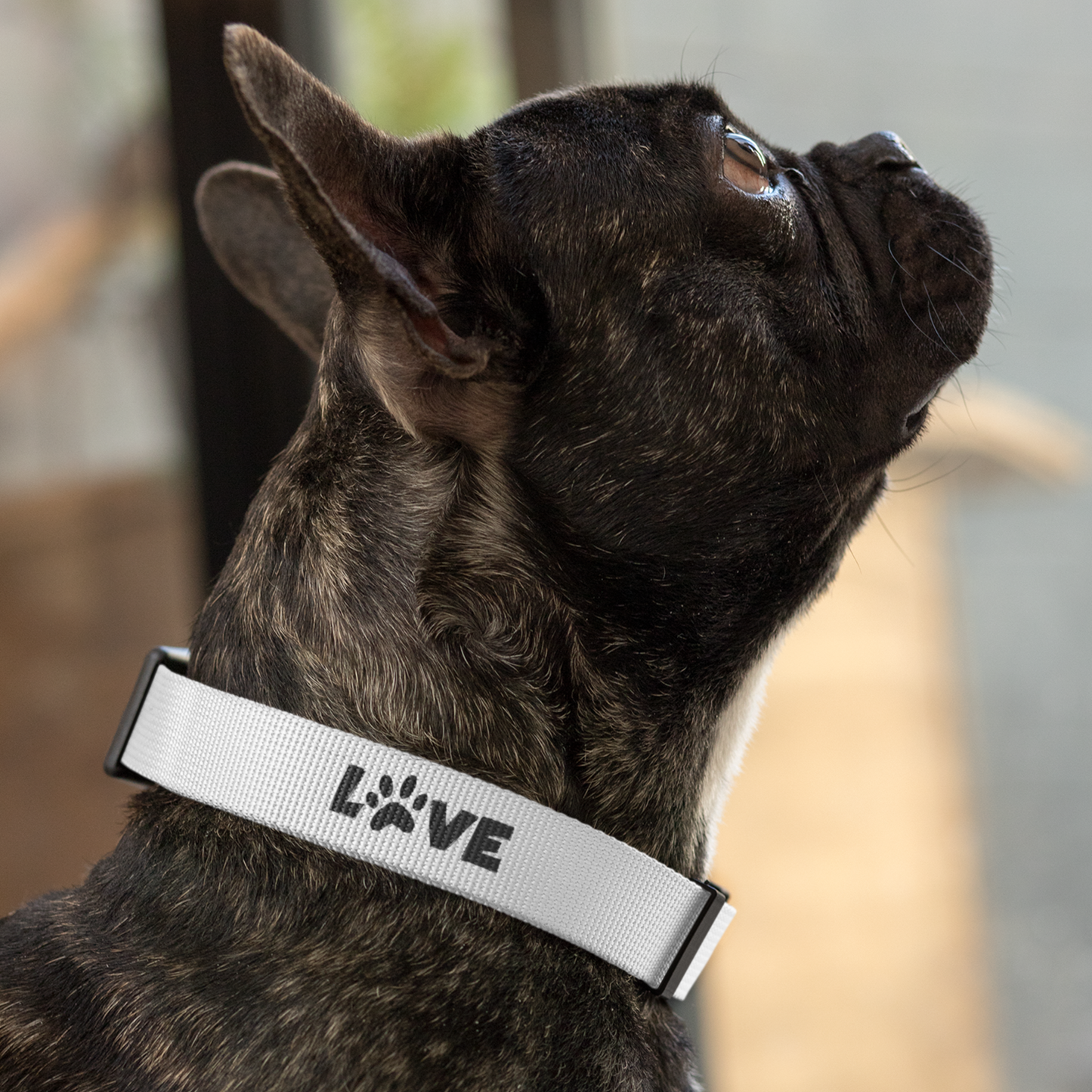 Custom Dog Collars