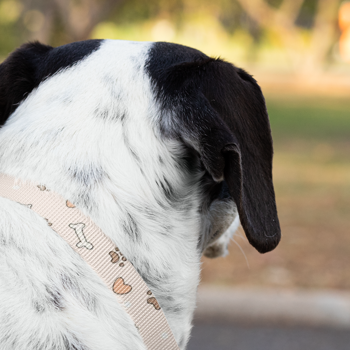 Custom Dog Collars